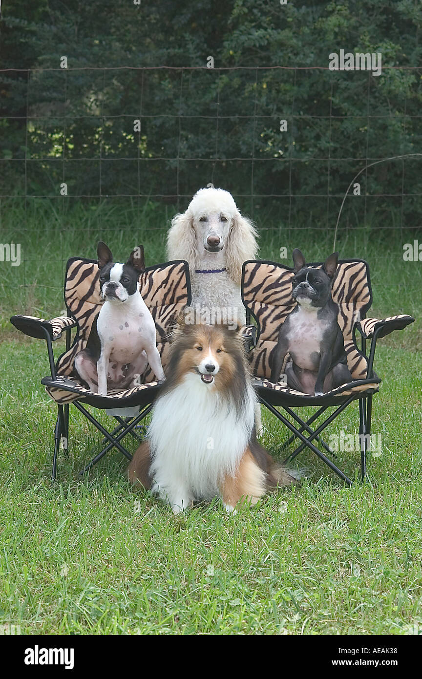 standard shetland sheepdog