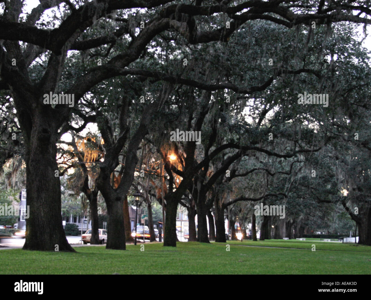 Savannah walker hi-res stock photography and images - Alamy