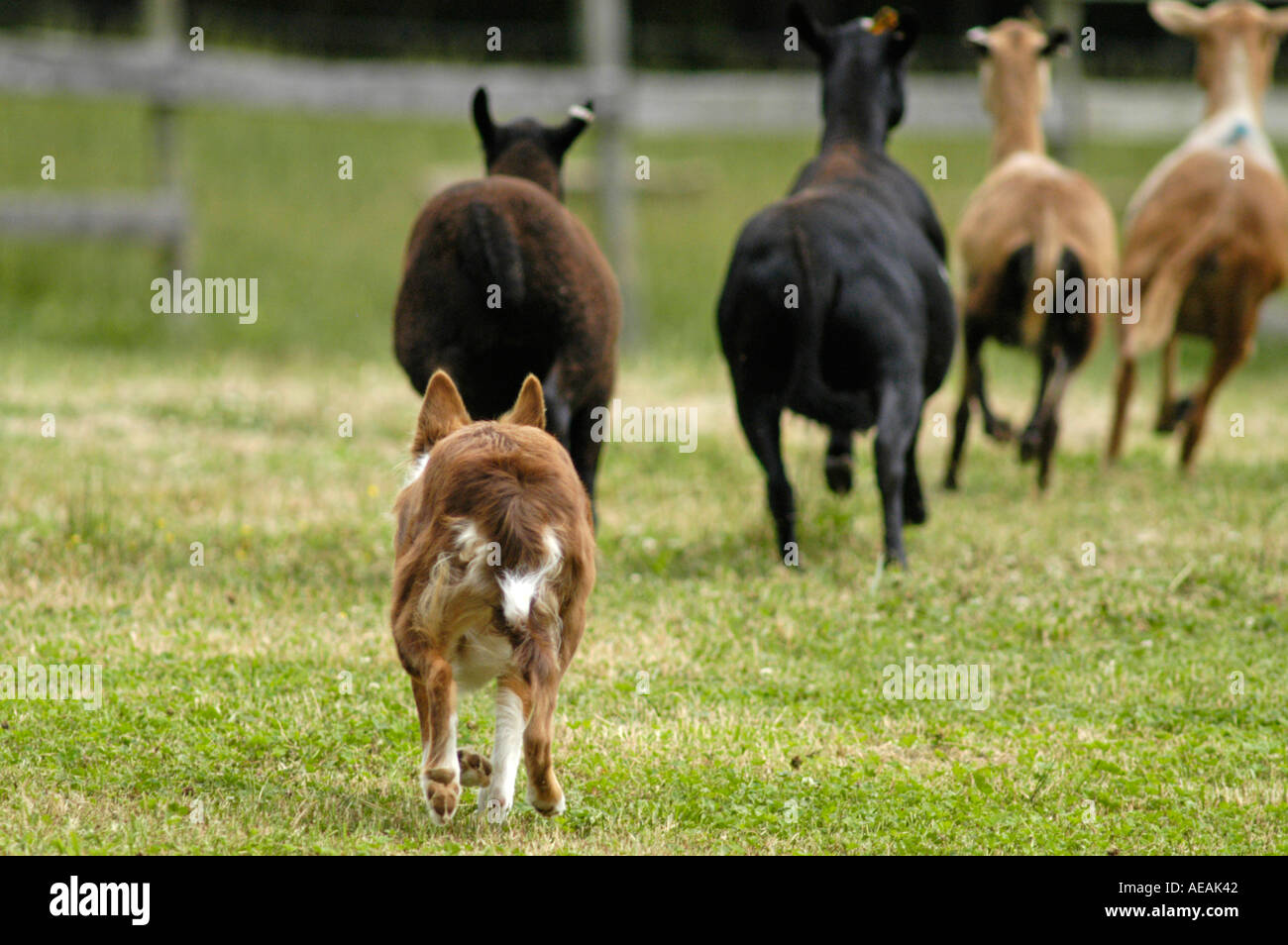 Border collie herding sheep akc hi res stock photography and