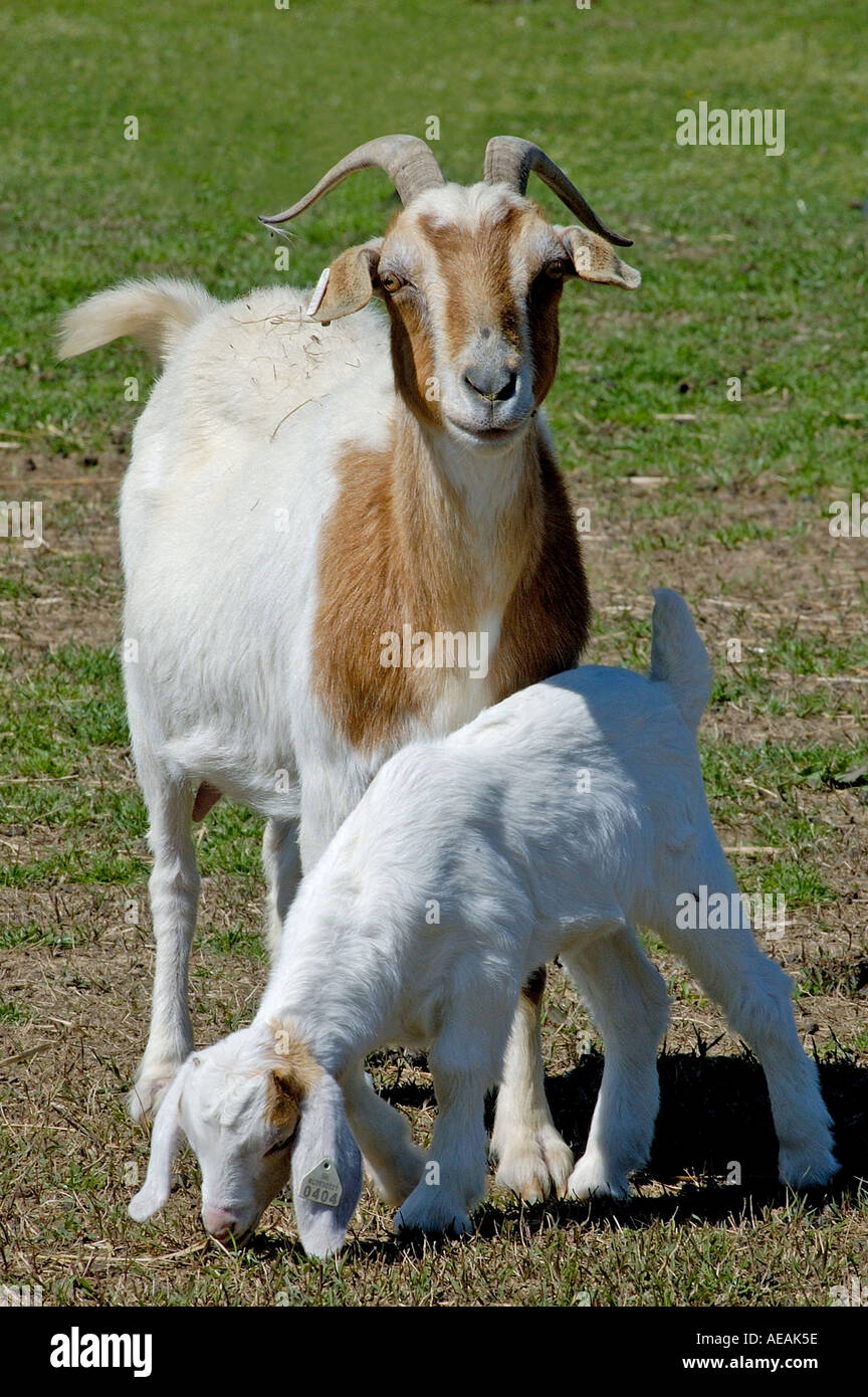 Baby goat with adult goat on a farm in North Carolina Stock Photo Alamy