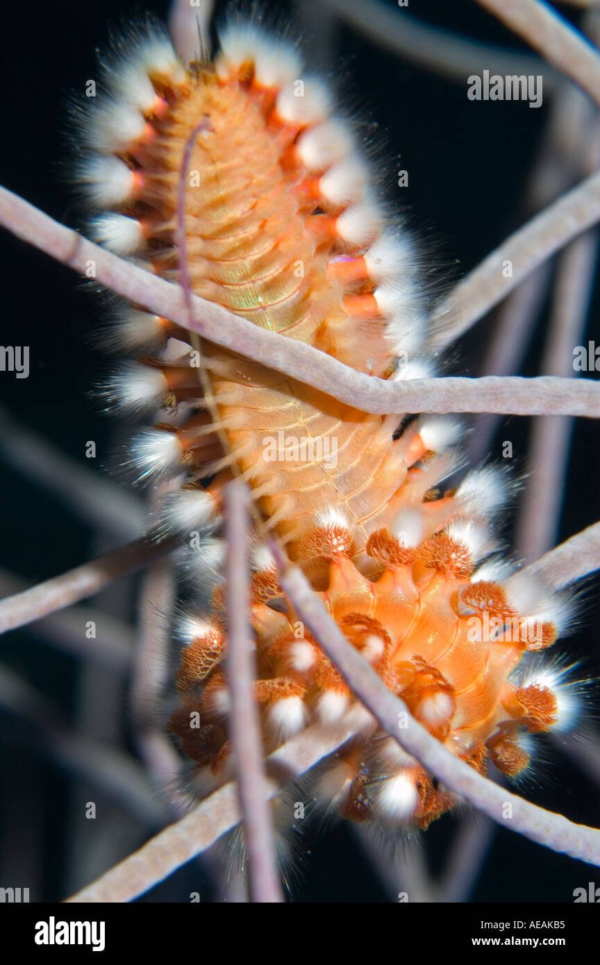 Bearded Fireworm on a gorgonian on a reef in Little Cayman Cayman Islands Stock Photo