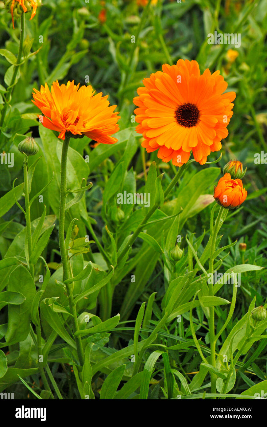 Pot Marigold, English Marigold (Calendula officinalis), flowers Stock Photo
