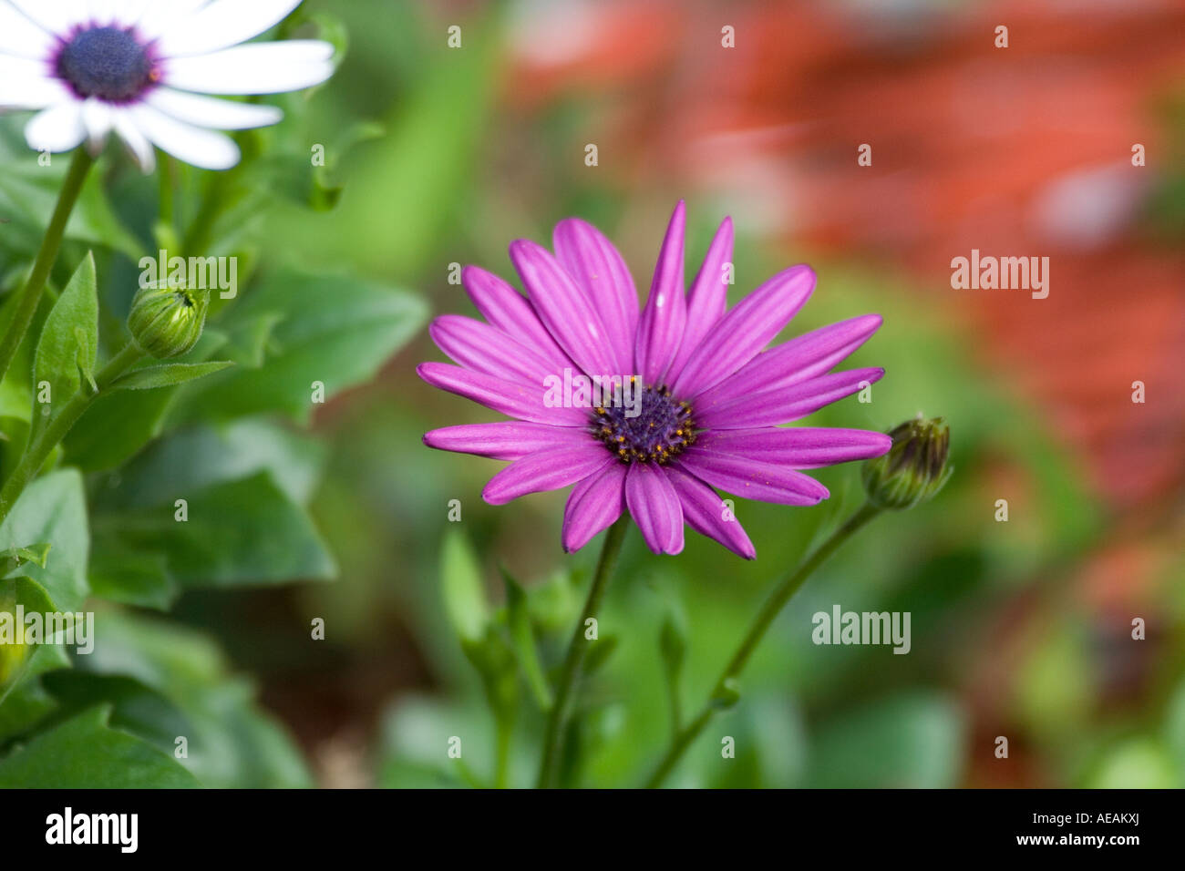 lilac Osteospermum Osteospermum Stock Photo Alamy