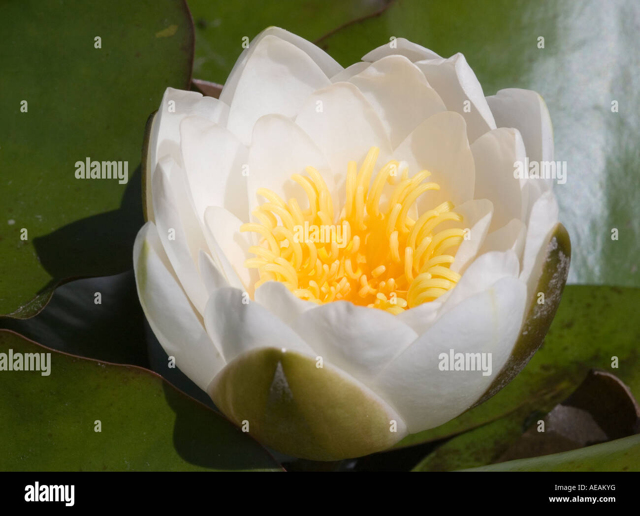 Water Lilly Nymphaea sp Stock Photo