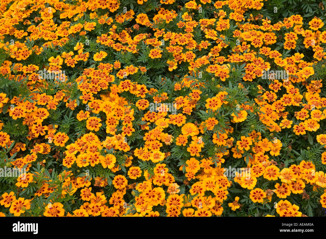French marigold flower Wales UK Stock Photo Alamy