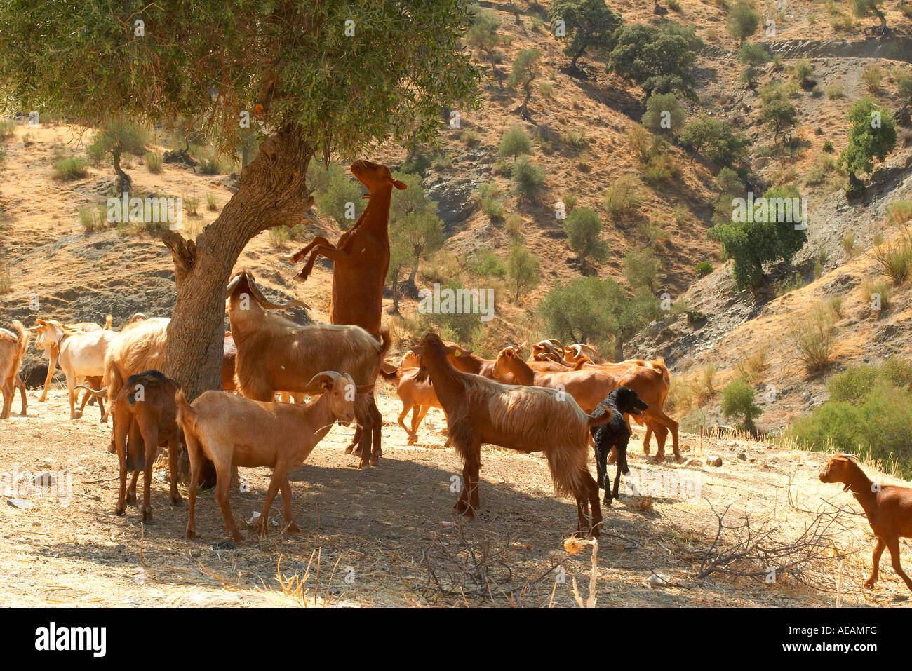 Goats Malaga province Spain Stock Photo
