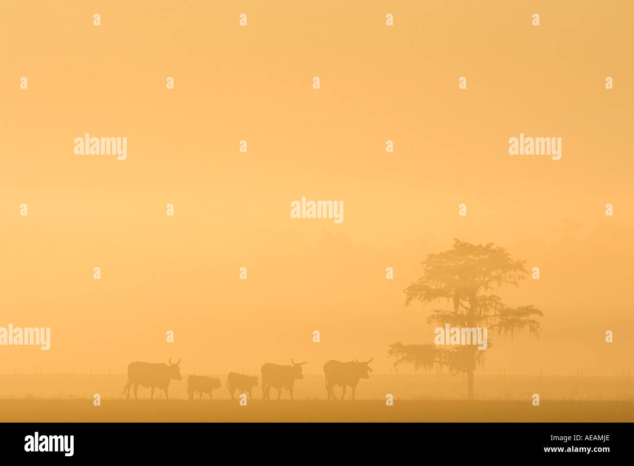 Longhorn Cattle family through golden early morning mists Central Florida Stock Photo