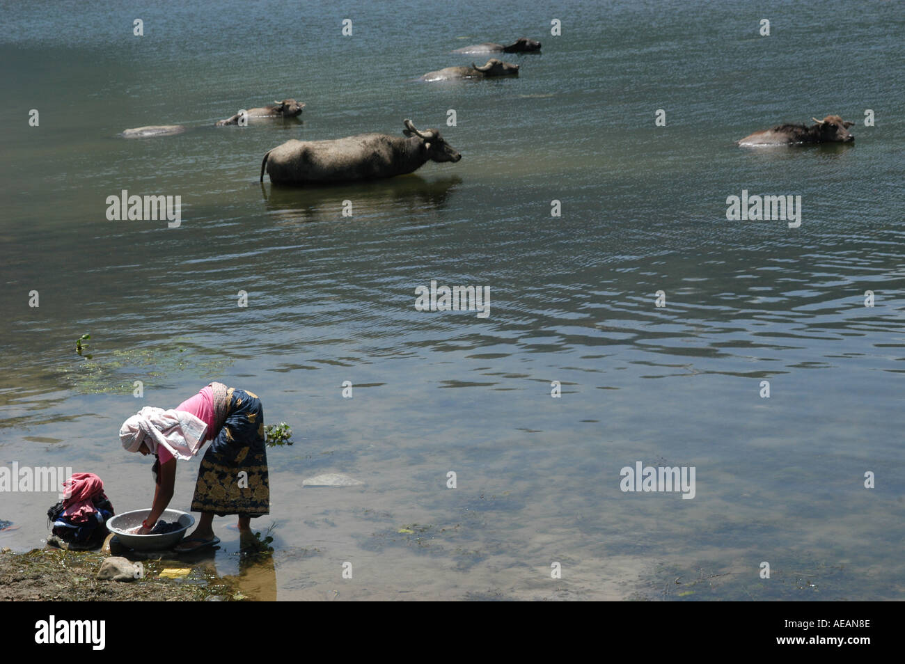 Woman washes her garments in Fewa Lake in Pokhara, Nepal. Buffaloes taking a bath nearby. Stock Photo