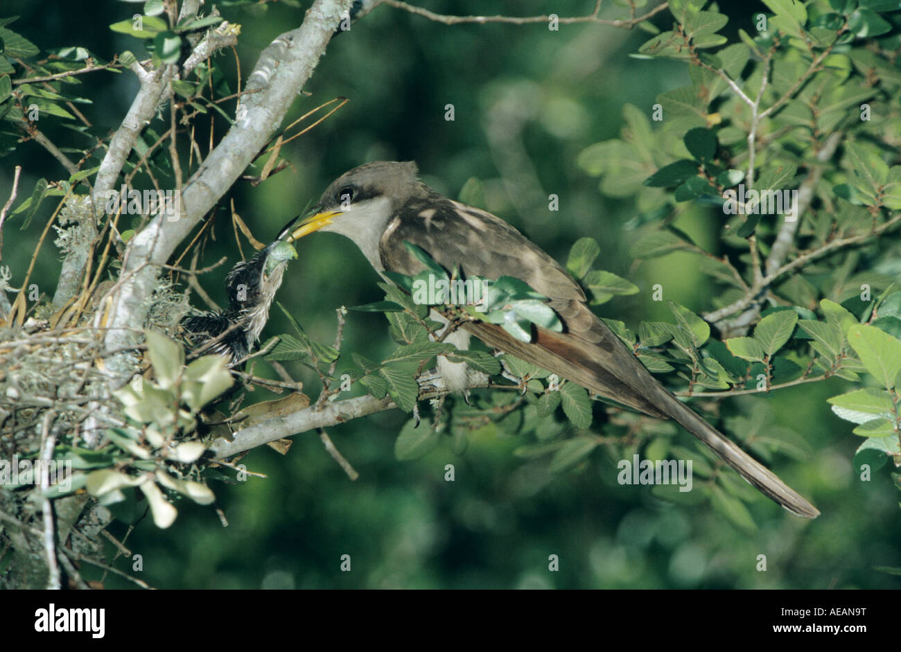 Yellow-billed Cuckoo Coccyzus americanus adult feeding young Welder Wildlife Refuge Sinton Texas USA June 2005 Stock Photo