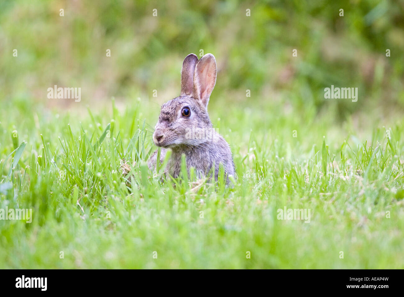 Common Rabbit Grazing Oryctolagus cuniculus Norfolk UK Stock Photo - Alamy