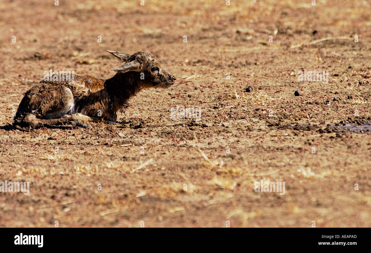 Young Thomsons Gazelle Grumeti area Tanzania Africa Stock Photo - Alamy