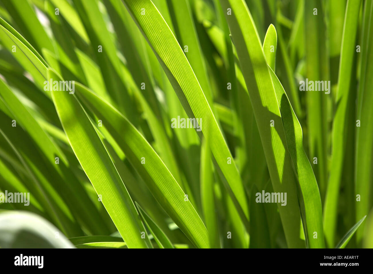 Lawns turf crops hi-res stock photography and images - Alamy