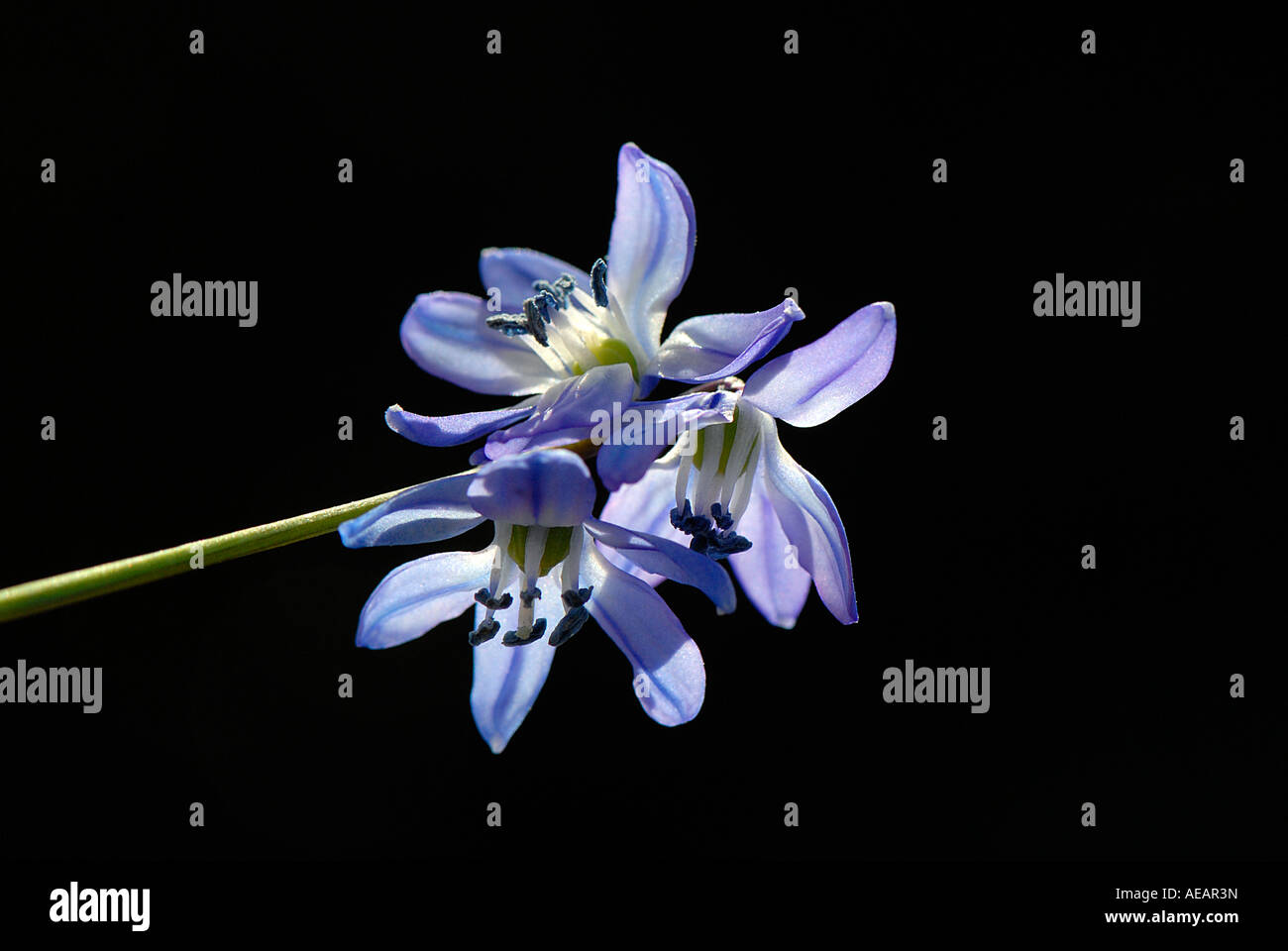 A delicate single stem of Scilla siberica - bluebell squill Stock Photo