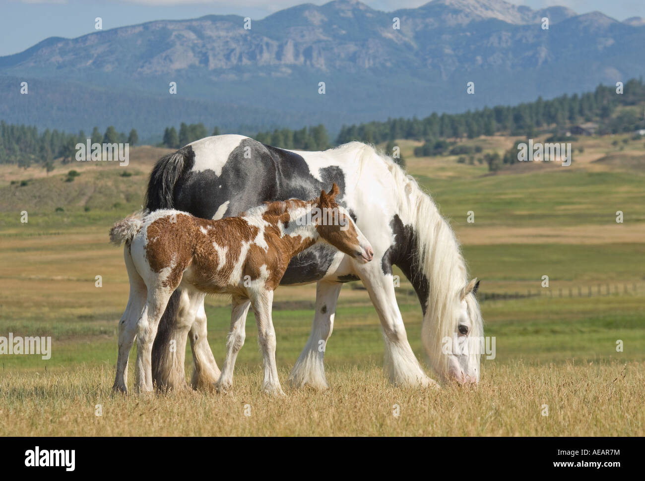 Gypsy Vanner Horse mare with foal Stock Photo