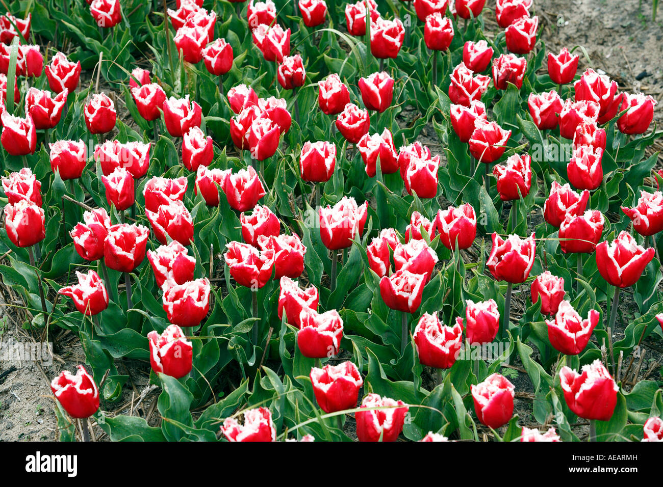 Tulip field. Stock Photo
