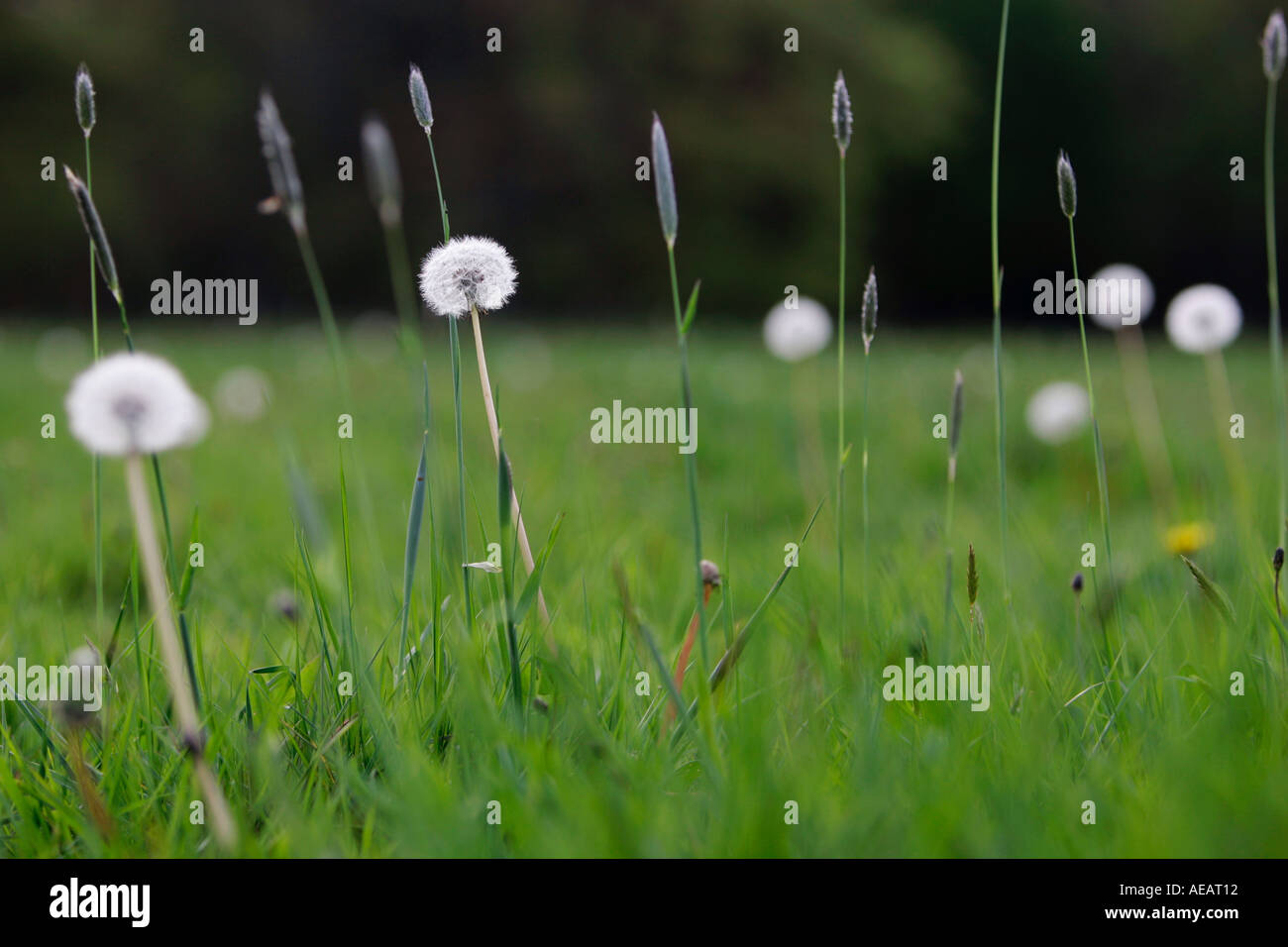 Dandelions and dandelion clocks England Stock Photo Alamy