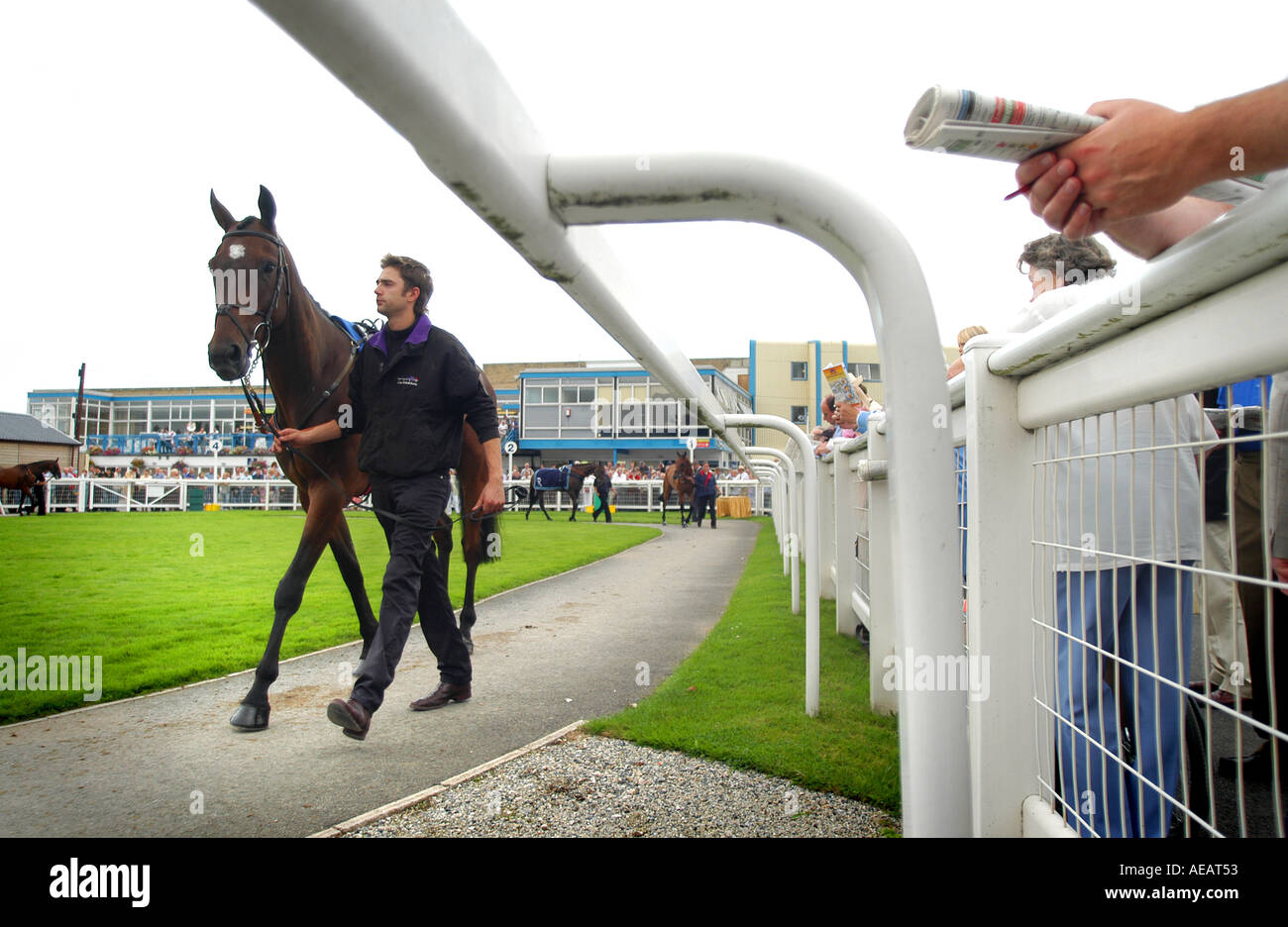 A horse walking around the enclosure at Newton Abbot racecourse, Devon Stock Photo