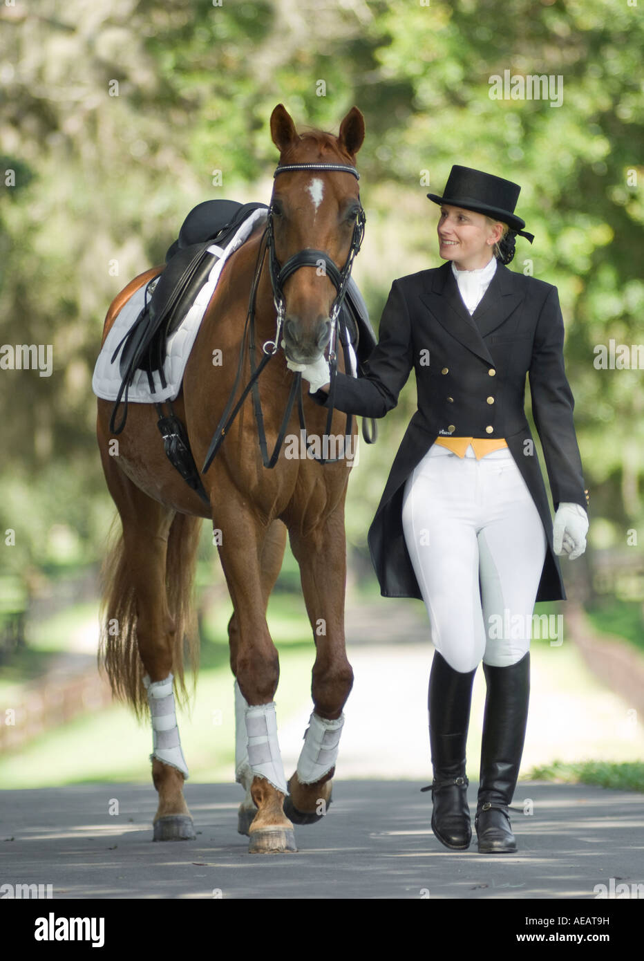Woman in dressage costume with Warmblood horse Stock Photo - Alamy