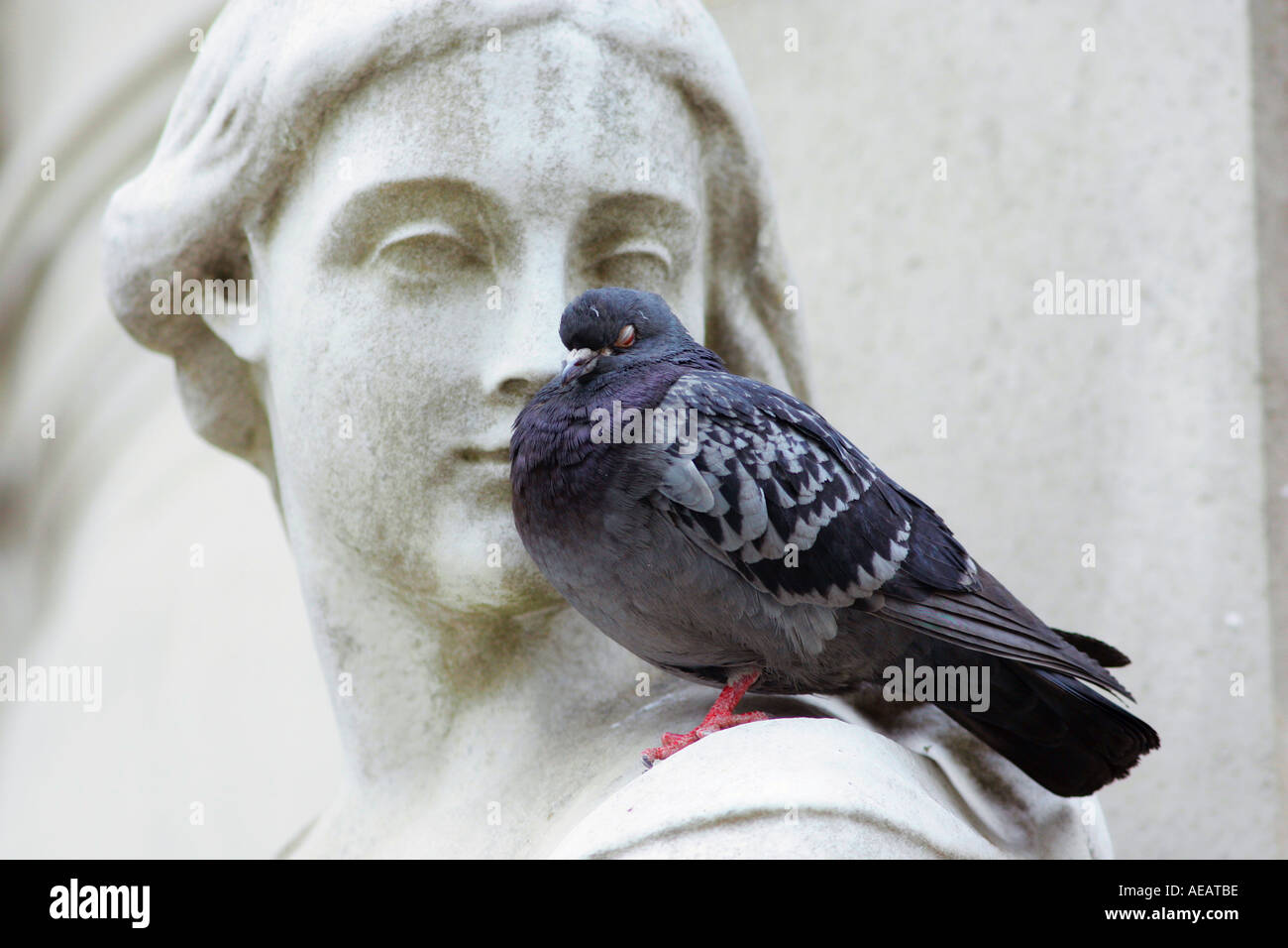 Pigeon asleep on Queen Anne Statue at St Paul s Cathedral in London England Stock Photo