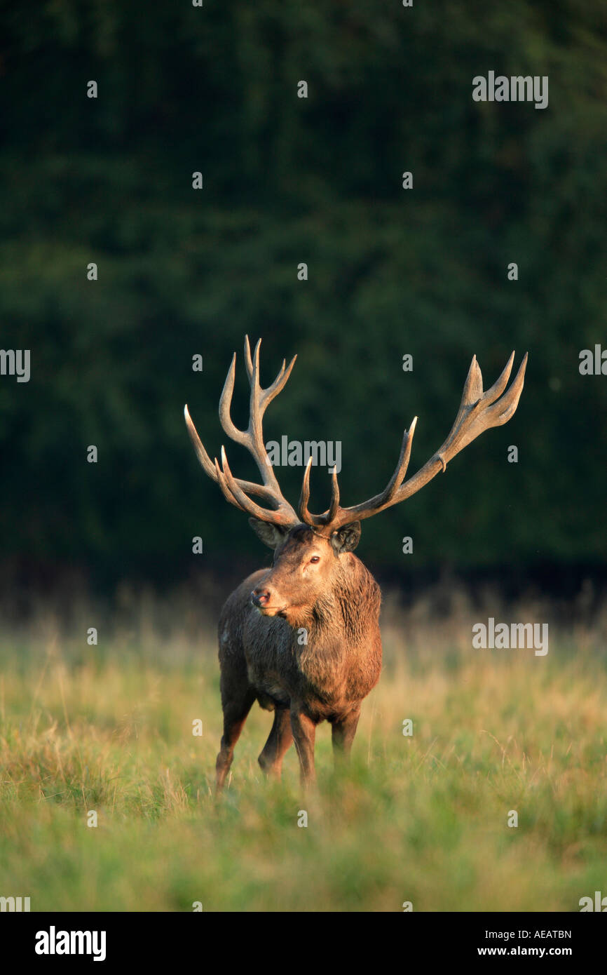 Red Deer (Cervus elaphus), stag during rut standing on a meadow Stock Photo