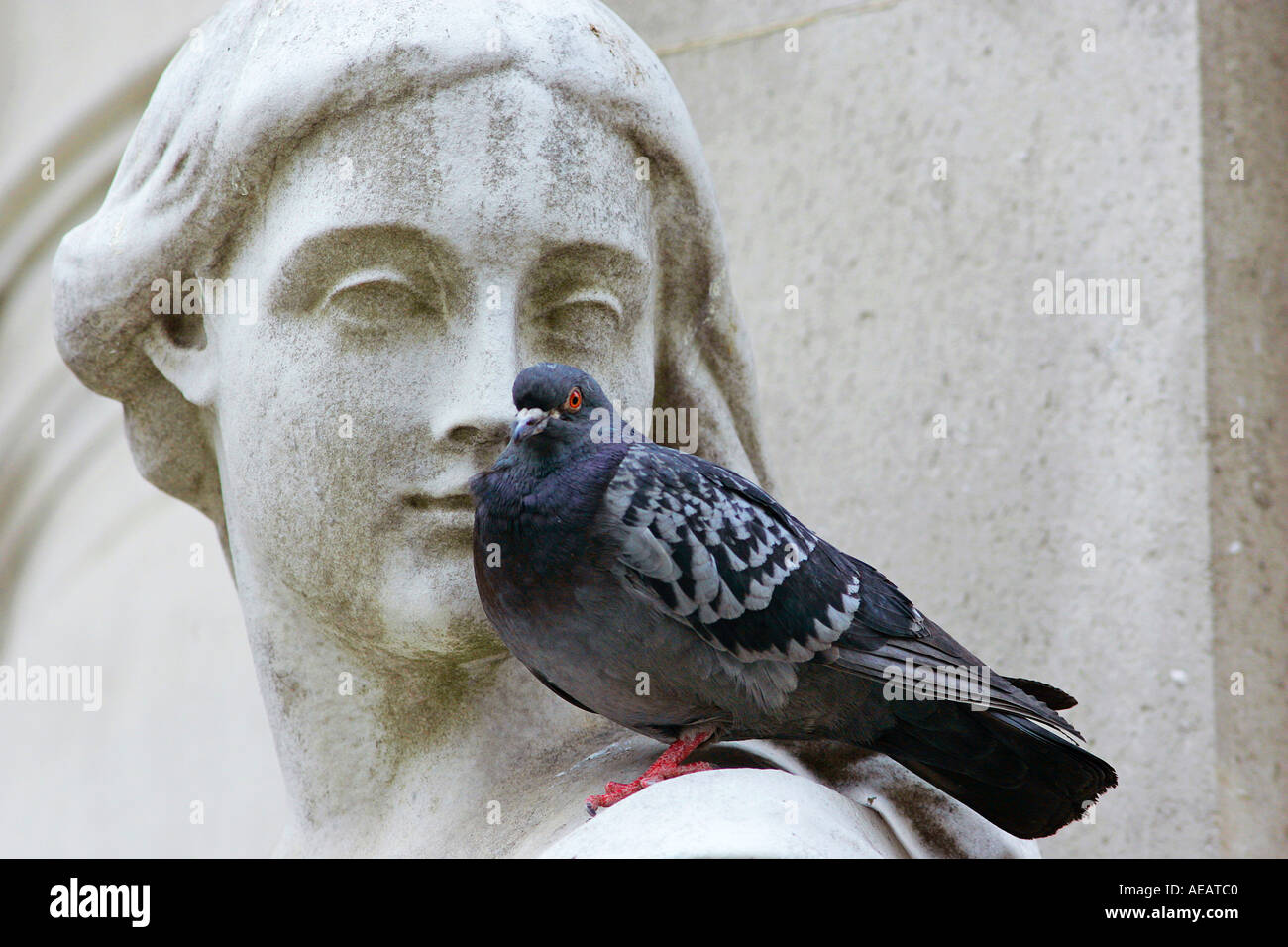 Pigeon perched on Queen Anne Statue at St Paul s Cathedral in London England Stock Photo