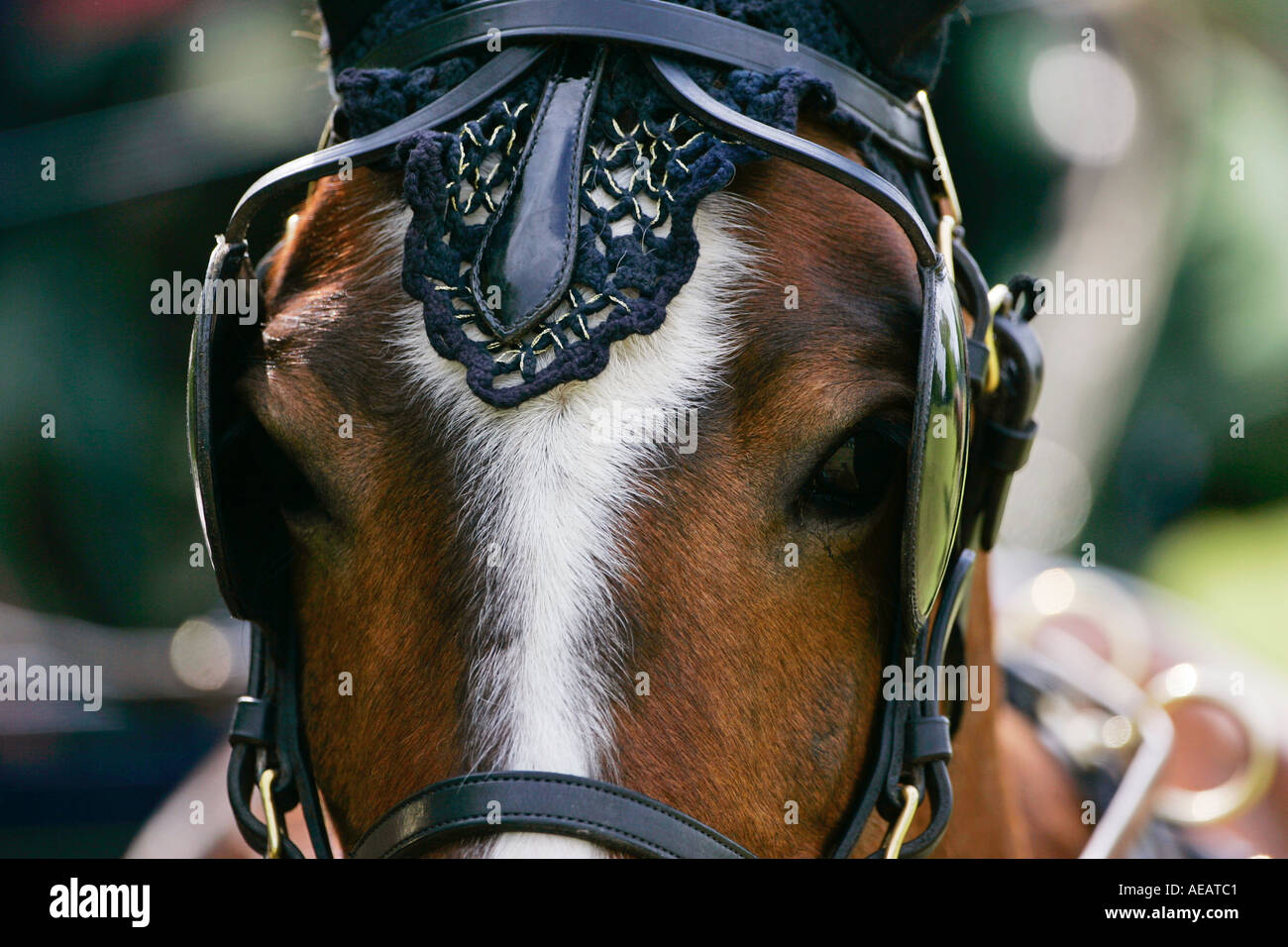 Horse in ceremonial tack harnessed to driving carriage Windsor England