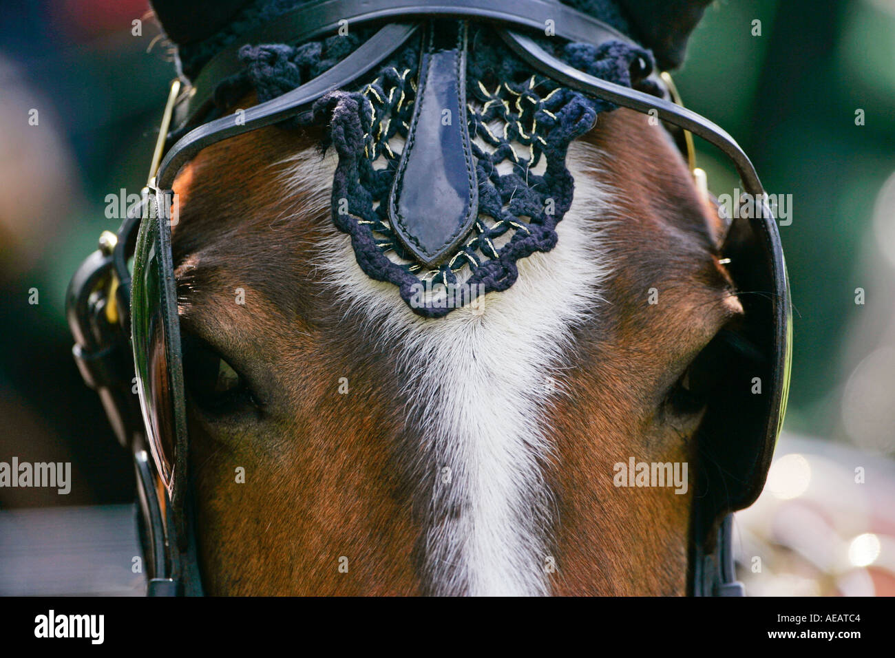 Horse in ceremonial tack harnessed to driving carriage Windsor England