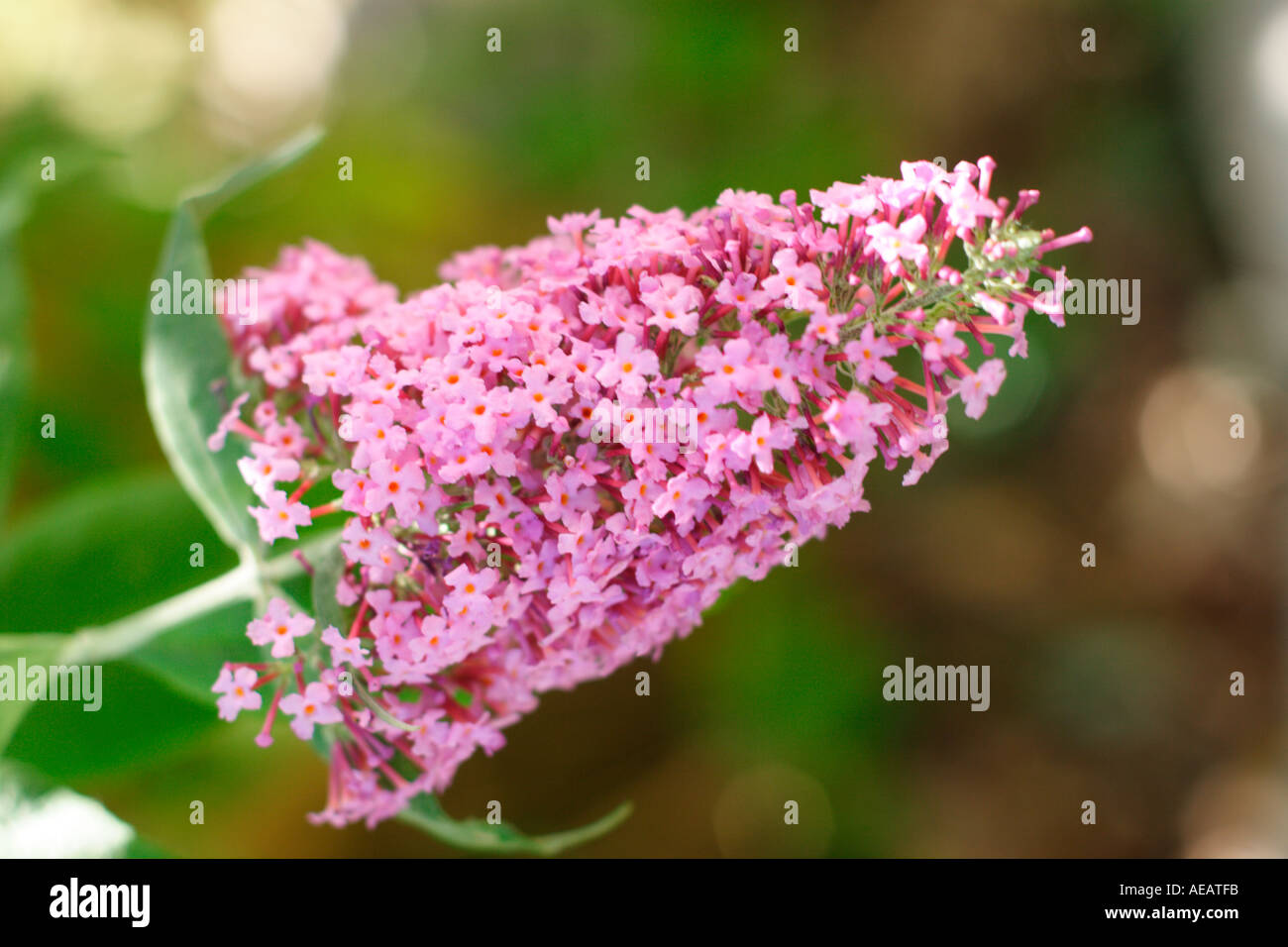 Butterfly Bush Buddleja davidii Stock Photo - Alamy