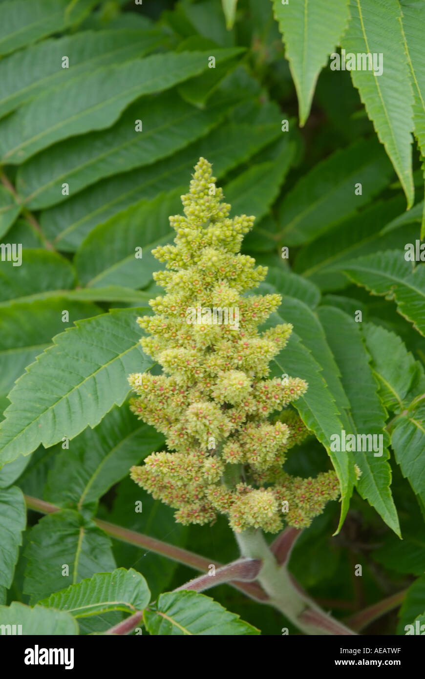 Poison sumac plant hires stock photography and images Alamy