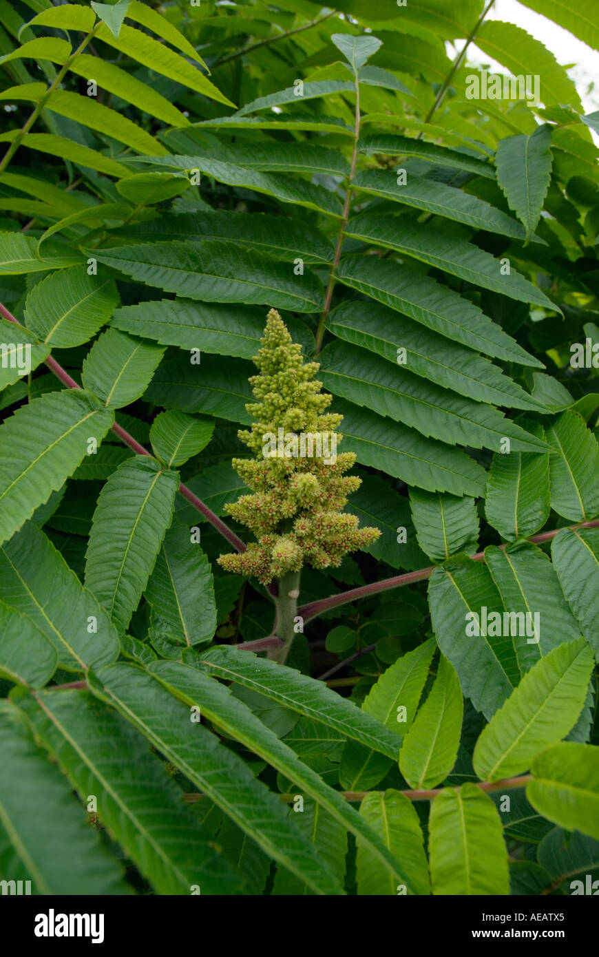 Sumac In Spring Staghorn Sumac during the spring months along a hiking trail in New ...