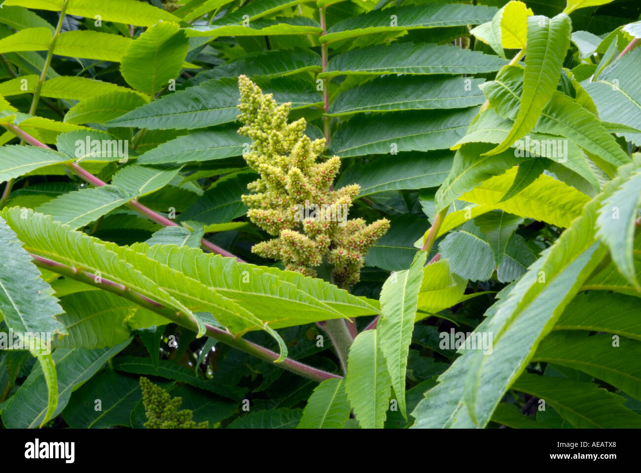 Sumac In Spring Staghorn Sumac during the spring months along a hiking trail in New ...