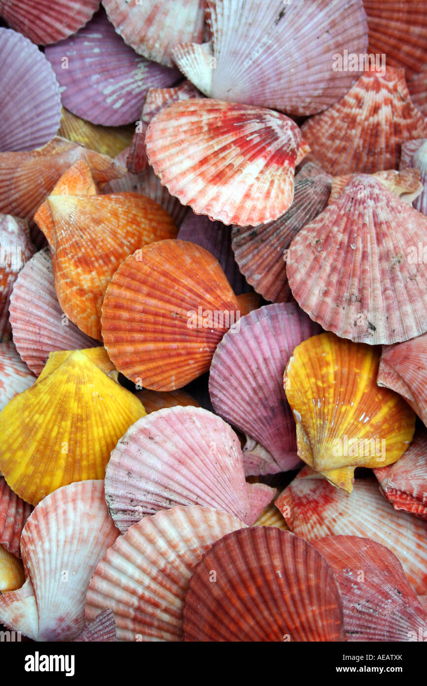 group of scallop shells Stock Photo