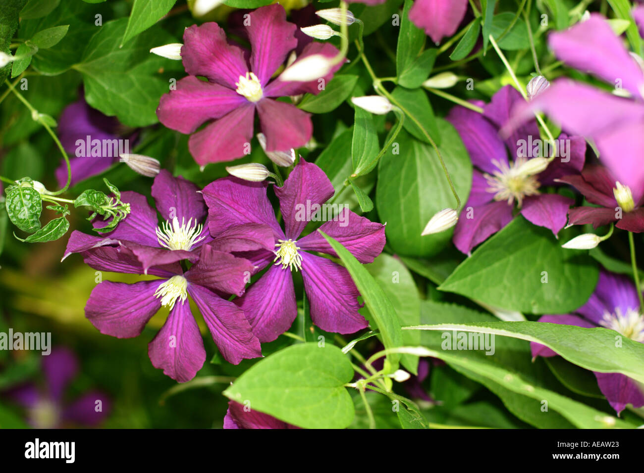 clematis flowers Stock Photo