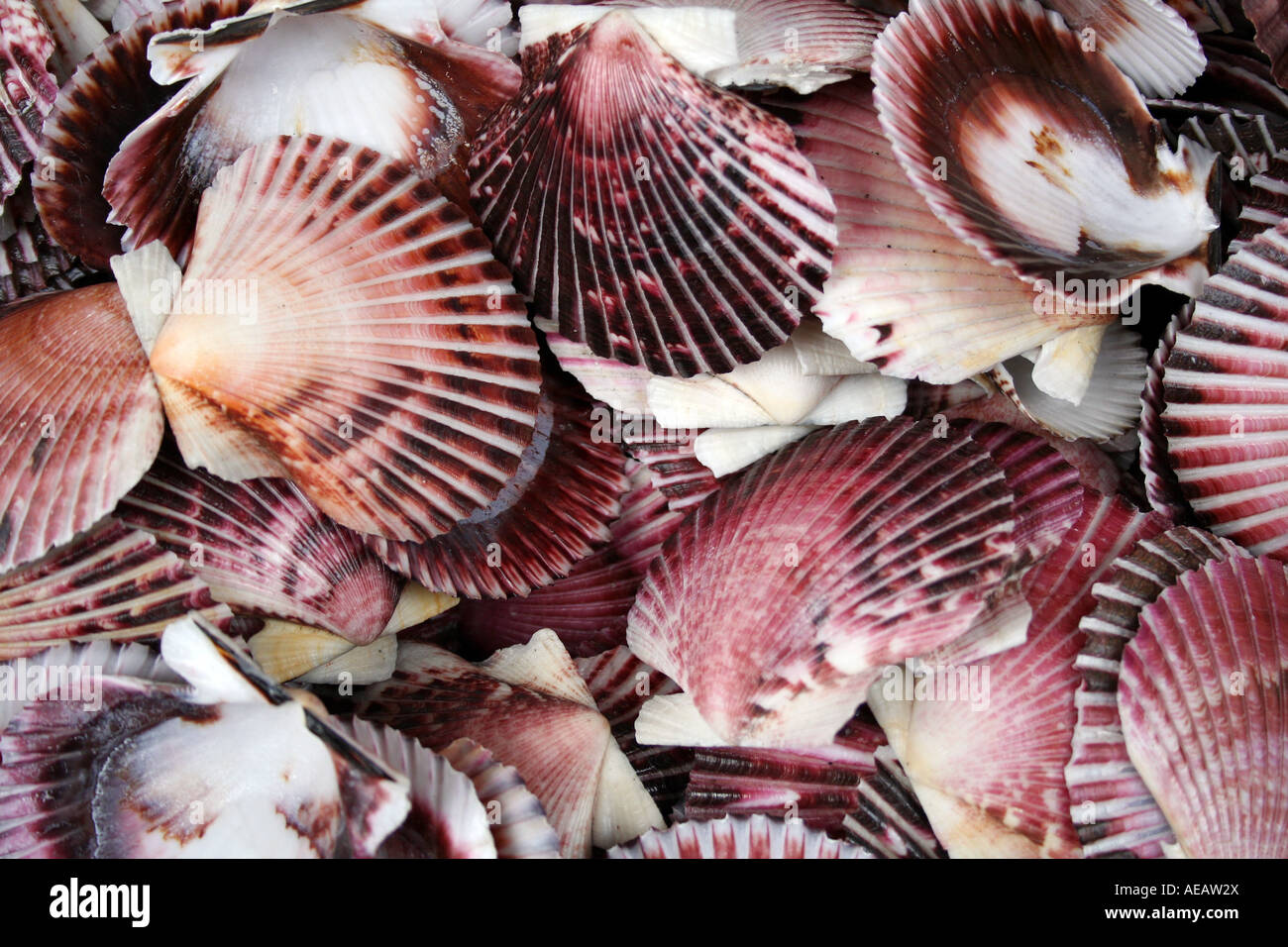 Multi colored scallop shells Stock Photo