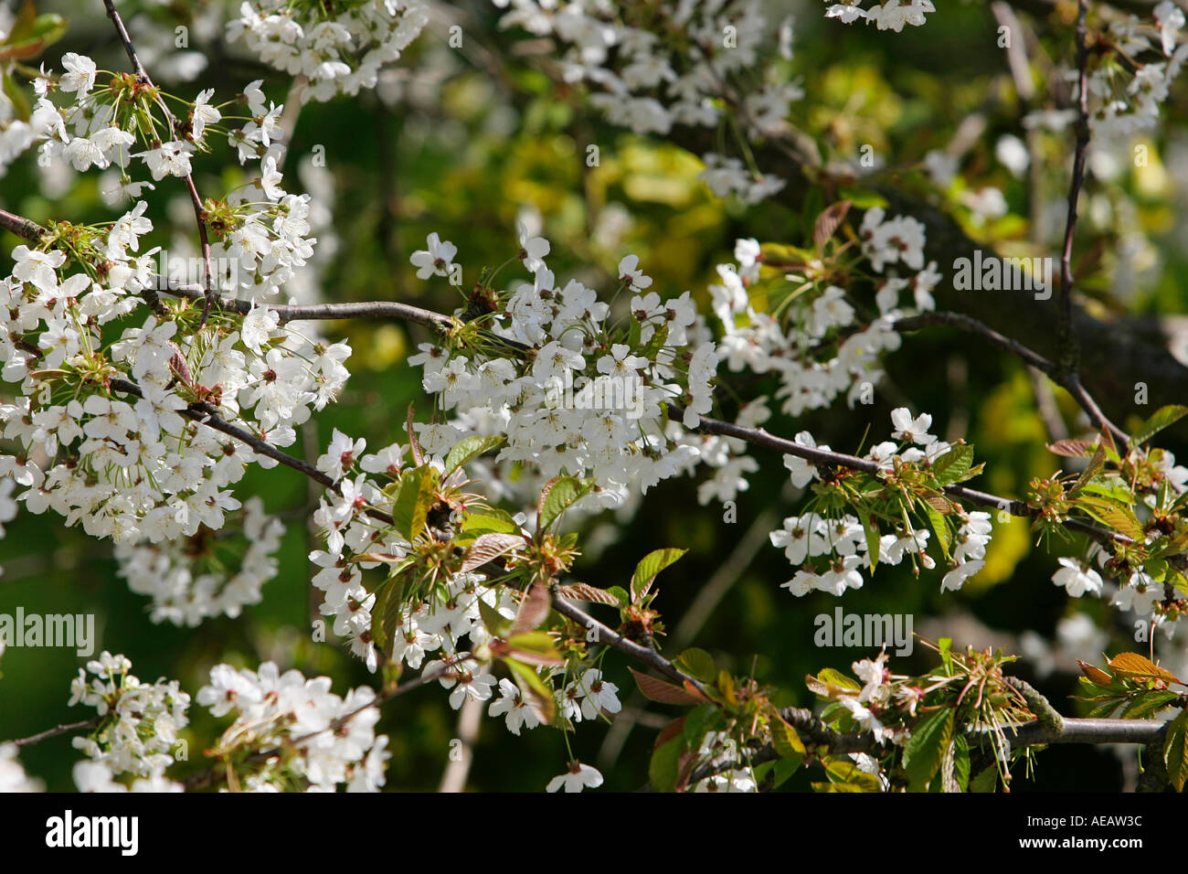 Cherry Blossom Tree England Stock Photo Alamy