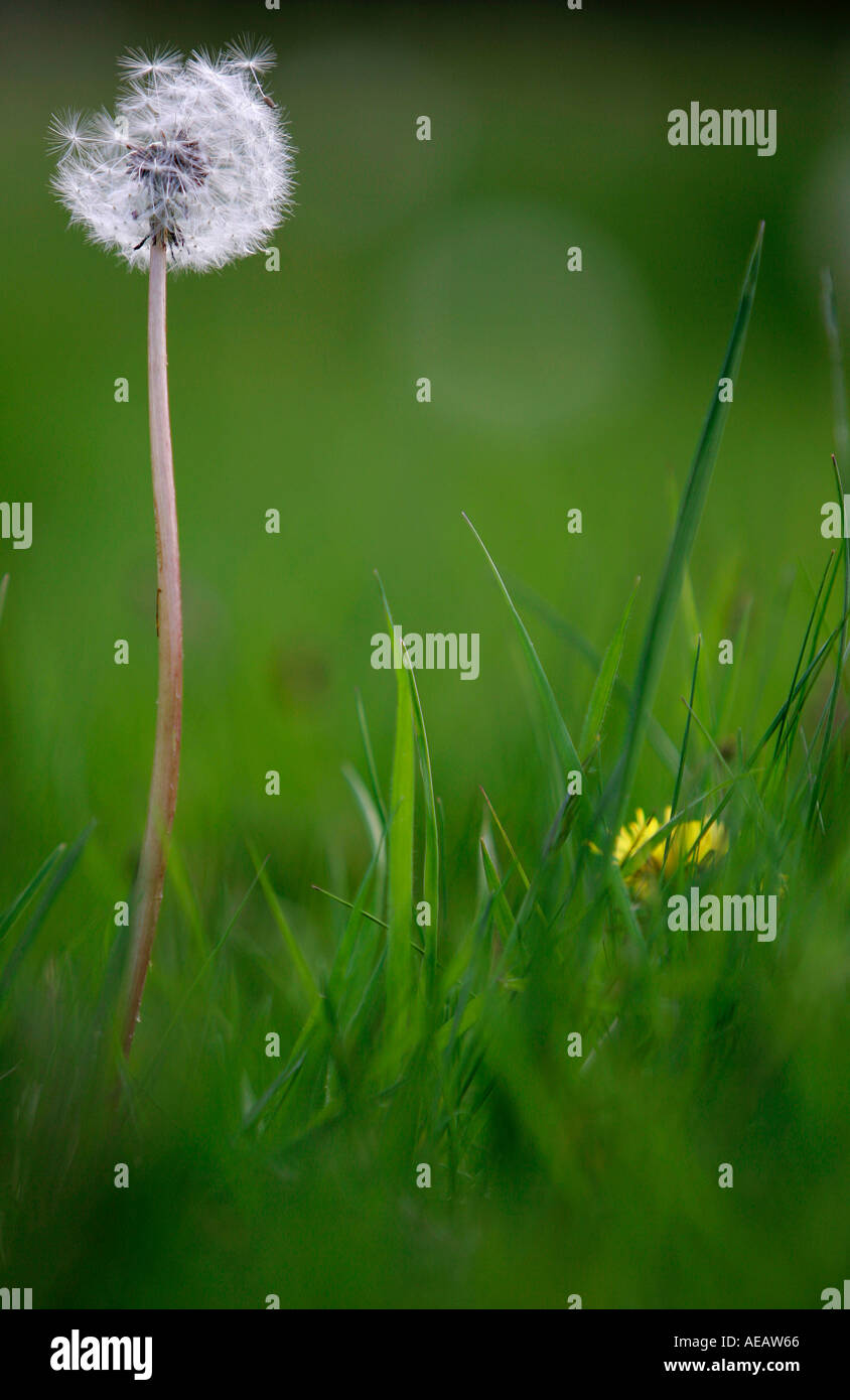 Dandelion clock dispersing seeds England Stock Photo - Alamy