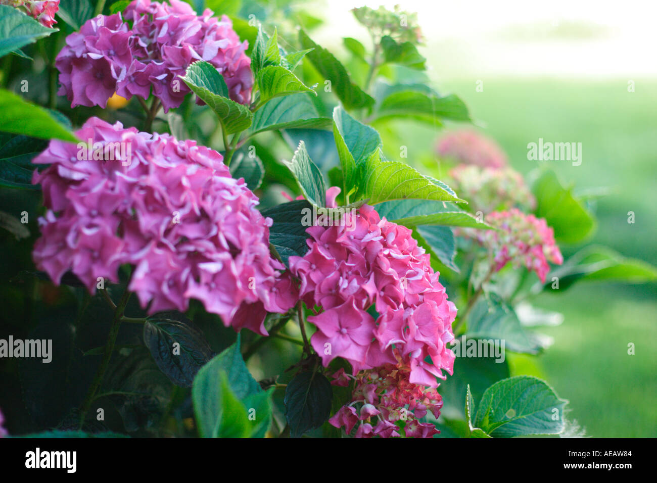 Pink flowering hydrangea hi-res stock photography and images - Alamy