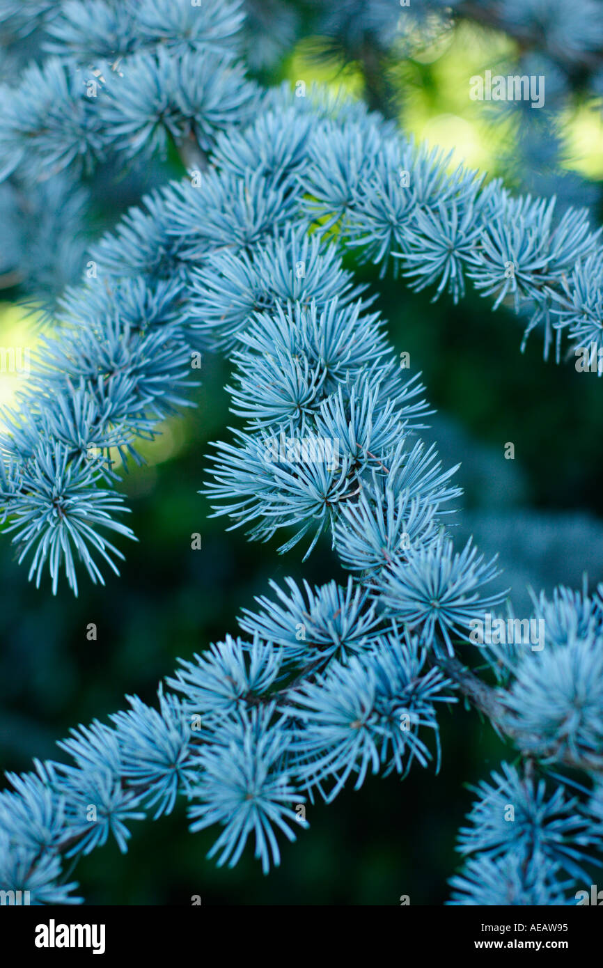 Pine tree branch Stock Photo