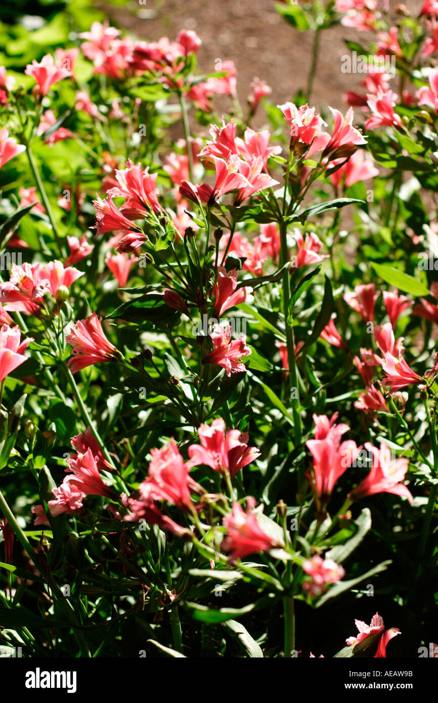 Pink flowers Stock Photo