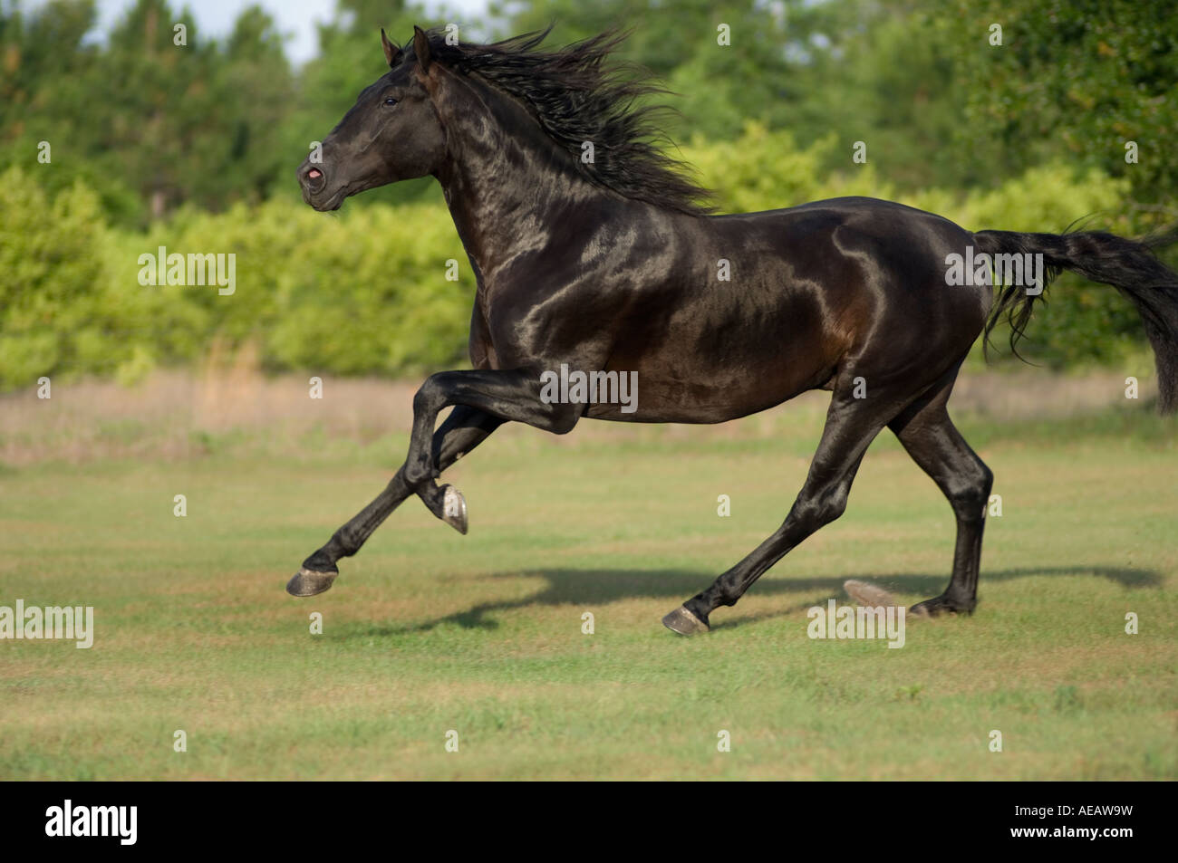 Black Andalusian stallion Stock Photo