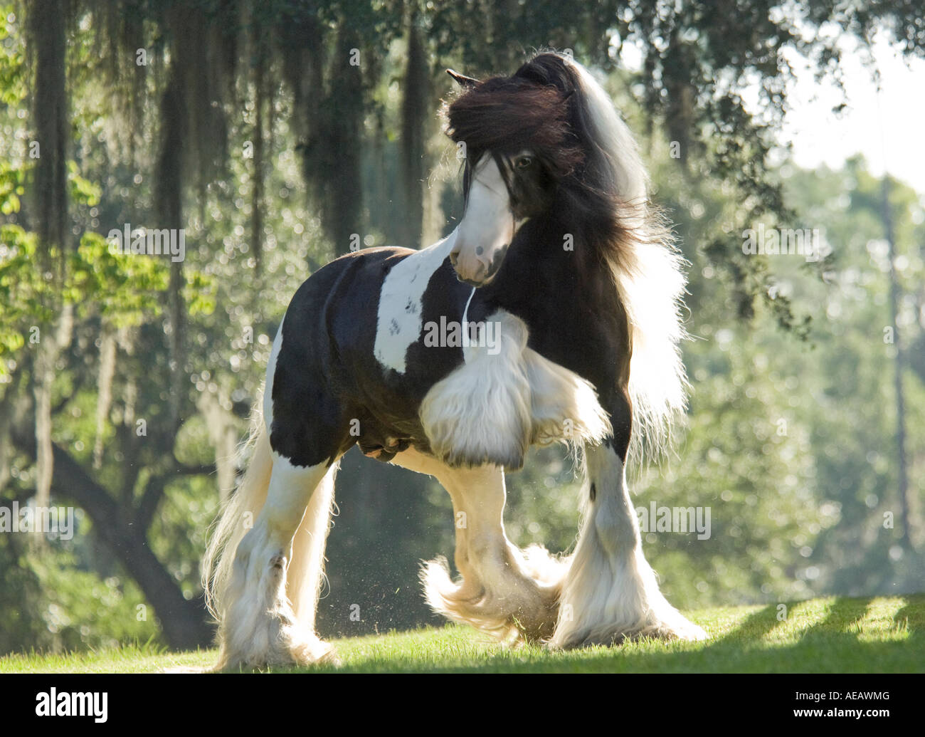Gypsy Vanner Horse stallion challenges Stock Photo