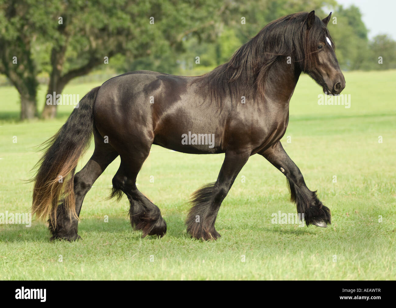 Gypsy Vanner Horse stallion runs Stock Photo