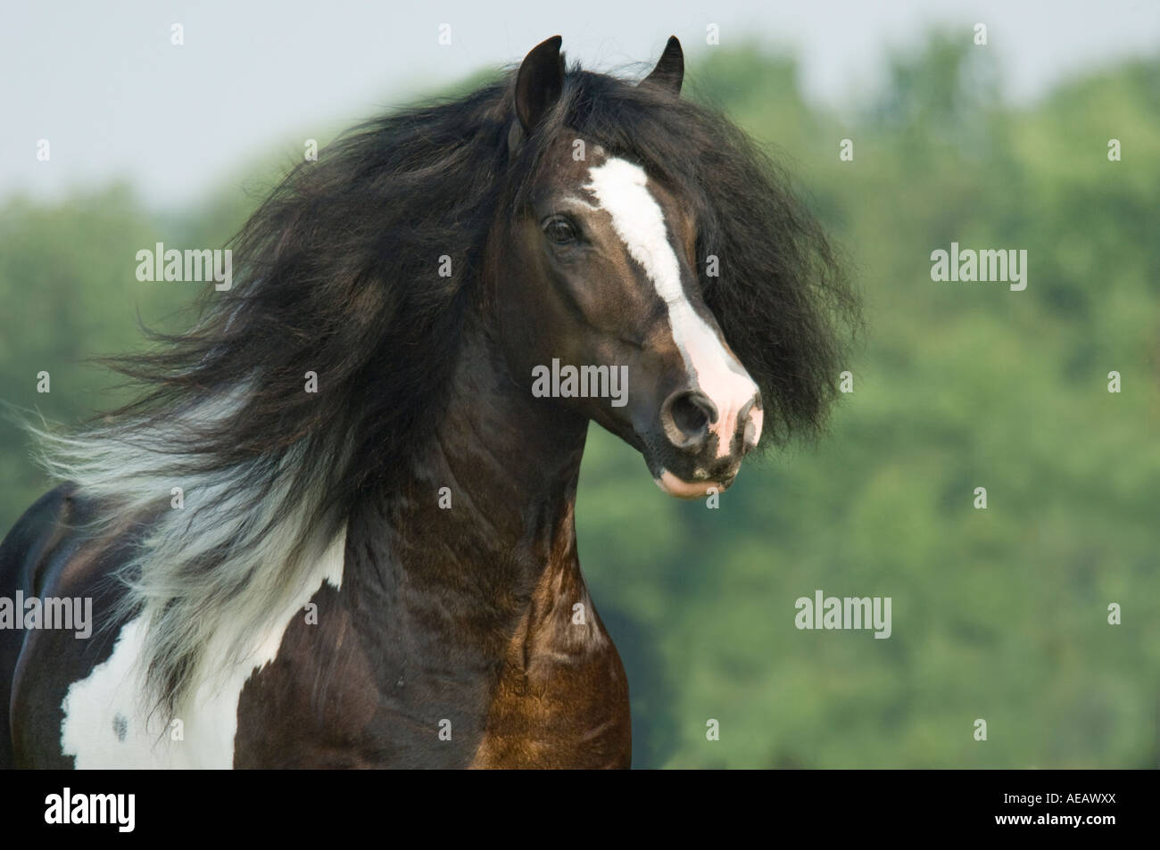 Head of Gypsy Vanner Horse stallion running toward us with mane flying Stock Photo