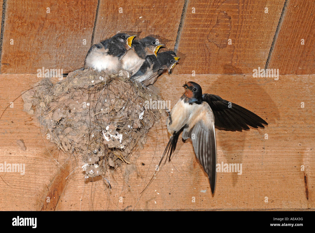Barn Swallow (Hirundo rustica), adult feeding begging chicks at nest Stock Photo
