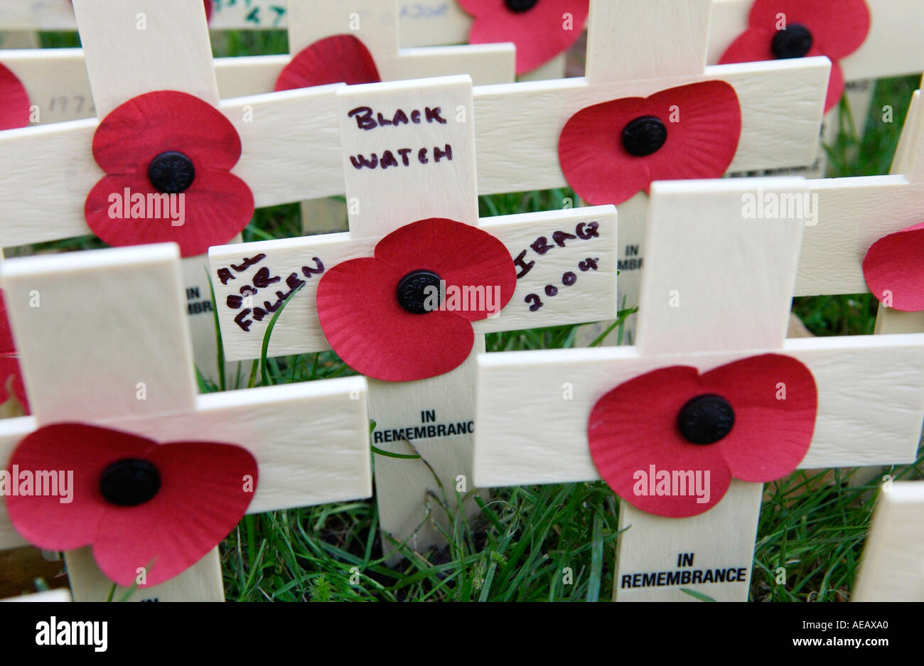 Wooden crosses and poppies in field of remembrance at Westminster Abbey commemorate those killed inbattle Stock Photo