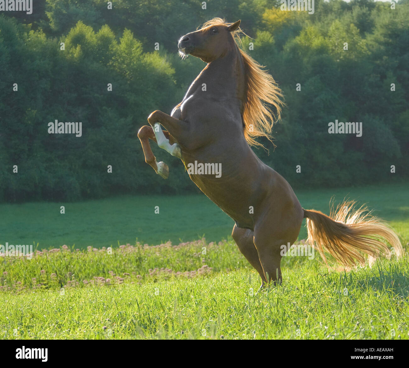 Andalusian stallion rearing up in meadow setting Stock Photo