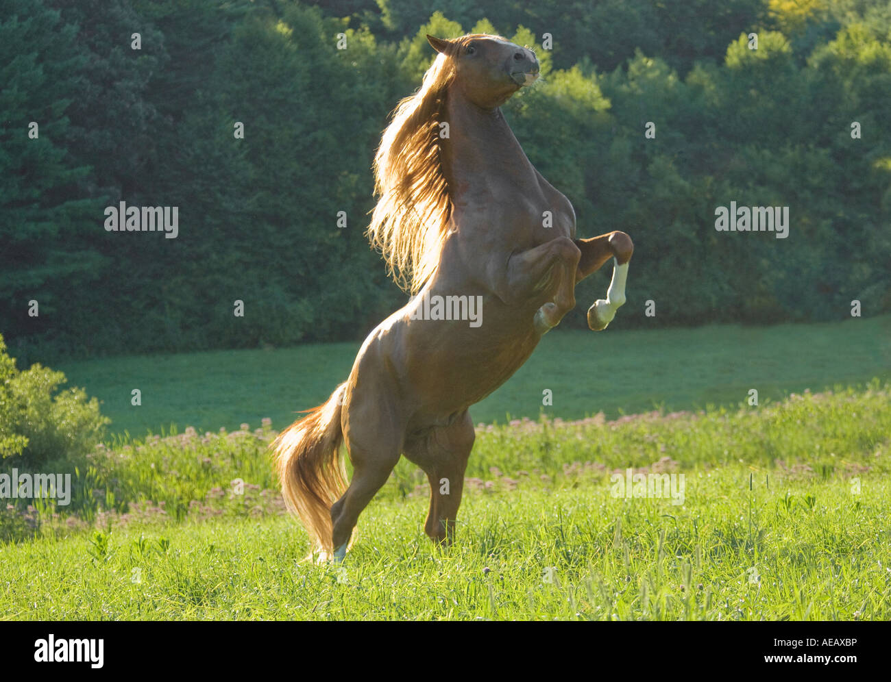 Andalusian stallion rearing up in meadow setting Stock Photo