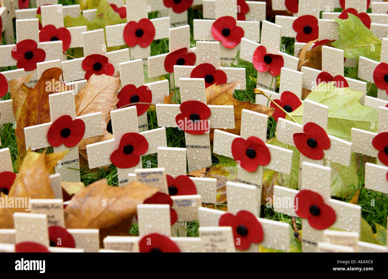 CROSSES IN THE ROYAL BRITISH LEGION FIELD OF REMEMBRANCE AT ST MARGARET