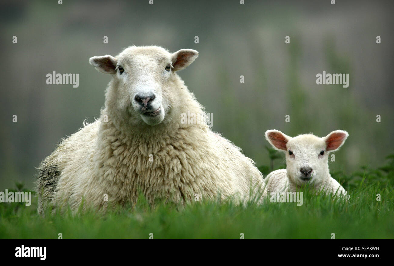 Ewe and her lamb Stock Photo