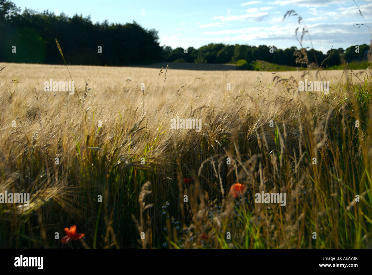 Harvest time crop hay farming hi-res stock photography and images - Alamy